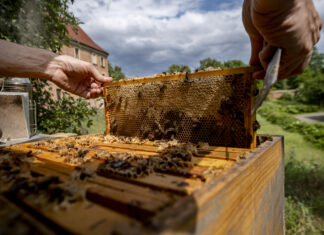 5 października | WARSZTATY PSZCZELARSKIE I ZWIEDZANIE WYSTAWY „MIODEM PŁYNĄCE” STANISŁAWA BRACHA